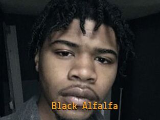 Black_Alfalfa