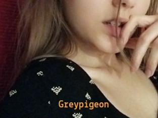 Greypigeon