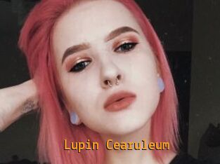 Lupin_Cearuleum