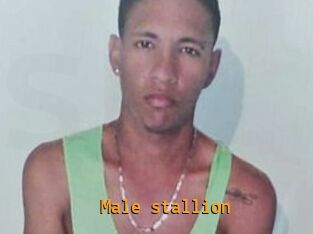 Male_stallion