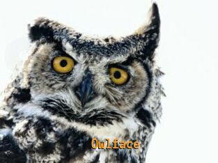 Owlface