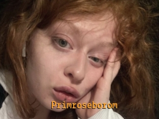 Primroseborom