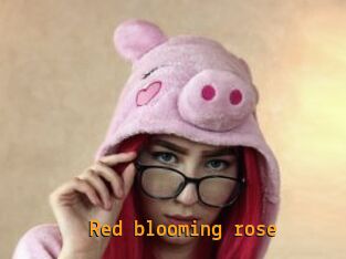 Red_blooming_rose